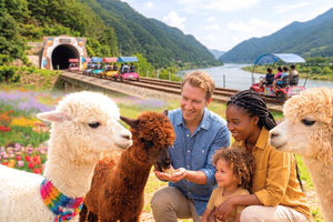 Från Dagsutflykt till Alpaca World och Gangchon Rail Bike