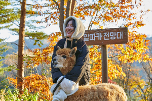 Seul: Alpaca World, bici su rotaie e Giardino della Calma Mattutina facoltativo
