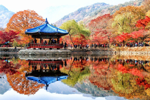 Autumn Foliage - Mt. Naejang