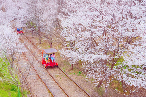 Körsbärsblomstur från Nami, Rail Bike och alpacka