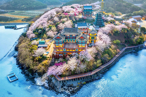 From Seoul - Cherry Blossom Day Tour, Coastal & Temple Views