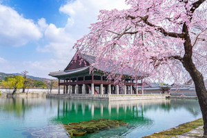 Omvisning til fots i Gyeongbokgung: kjærlighet, makt og det kongelige liv