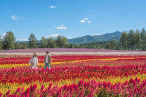 Le Canyon de Hantan, le Jardin de Fleurs de Goseokjeong et le Parc de Pink Muhly