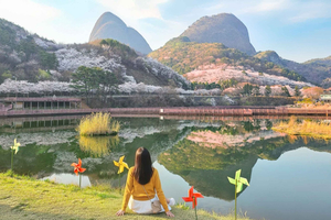 Maisan Cherry Blossom and Jeonju Hanok Day Tour