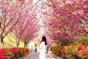 Seoul Day Tour: Suwon Hwaseong Fortress & Cherry Blossoms