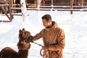 Tur til Snowy Land med Nami Island eller Alpaca World fra Seoul