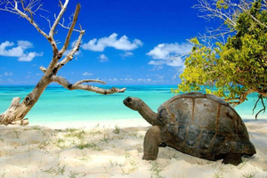 Aldabra Atoll Tour