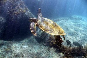 Praslin - Curieuse St Pierre Anse Georgette Private Trip