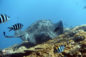 Seychelles: Padi Discover Scuba Diving