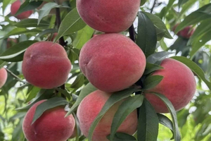 Bamboo Trails, Waterfalls & Peach Picking Day Trip