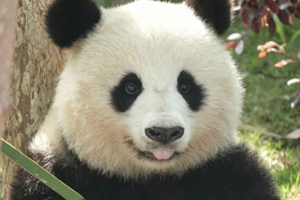 Chengdu: 4-daagse stadstour met bezoek aan het reuzenpandacentrum
