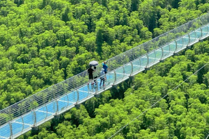 Crouching Tiger Bamboo Forest & White Tea Trip