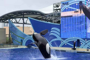 Haichang Ocean Park Entry Ticket