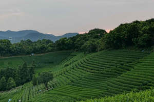 Hangzhou ja Wuzhenin vesikylä: 2 päivän kierros Shanghaista