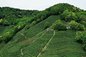 Private Tagestour zu den Longjing-Teebergen und dem alten Pfad