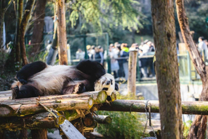 Nanjing-panda's en oude stadsmuur: privé-dagtour