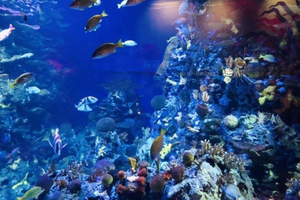 Ocean Aquarium Entry Ticket with Options