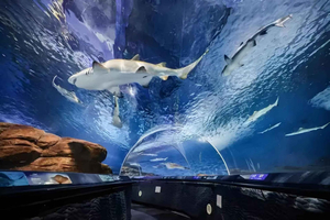 Szanghaj: bilety do oceanarium Shanghai Ocean Aquarium