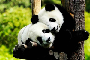 Shanghai: Zoo and Zhujiajiao Water Town Tour with Boat Ride