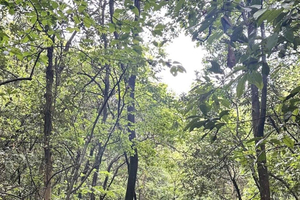 gita di 1 giorno alle colline del tè di Shaoxing e al tranquillo sentiero antico