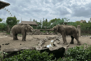 Endagstur til Wild Animal Park med safaribus
