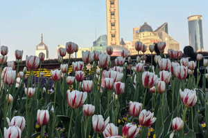 Tagestour zum Yu-Garten, zum Bund und nach Lujiazui