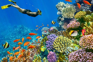 From Sharm to Dahab: Canyon, Snorkeling, Jeep, Camel.