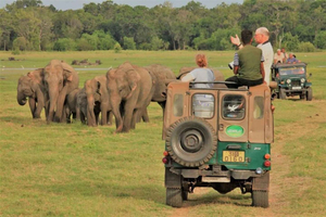 From Sigiriya: Minneriya National Park Elephant Jeep Safari
