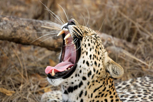 Hikkaduwa/Galle/Weligama/Mirissa/Tangalle: Yala Safari Tour
