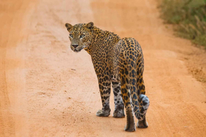 Hikkaduwa/Galle: Yala National Park Jeep Safari Day Tour
