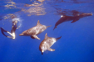 Hurghada: Dolphin Experience or Snorkeling or Try Dive Trip