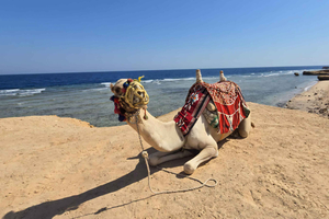 Baie de Makadi : balade à dos de chameau dans le désert et sur la plage