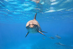 Marsa Alam: Samadai Dolphin House Snorkeling or Diving