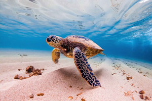 Marsa Alam: snorkeling con le tartarughe a Marsa Mubarak