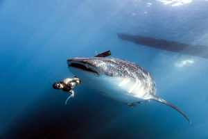 Sumbawa Besar: Whale Shark Snorkeling with Breakfast