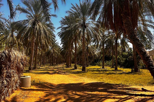 Tataouine ja Ksar Ghilane, Tunisia: Saharan autiomaan 4x4-retki ja keidas
