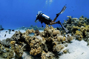 Tiran Island Boat Diving & Snorkeling