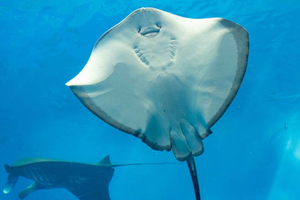 Experience Spring Wildlife in Sharm El Sheikh