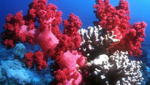 Sinai Dive Club