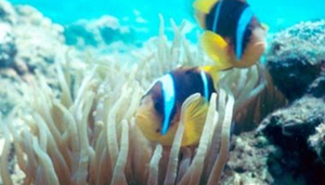 Snorkeling