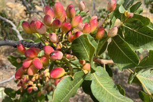 Bronte: Pistachio Grove Tour with Visit and Tasting