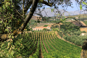Camporeale: Sallier de La Tour Wine Discovery Tour