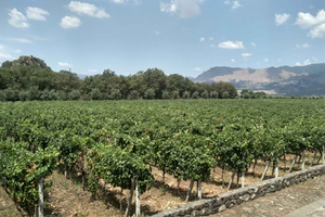 Etna: Wine Tasting and Food Tour