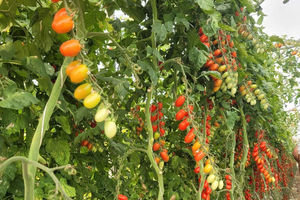 Desde Catania: tour exclusivo a Pachino y Marzamemi con dos productores locales