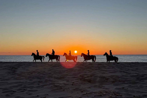 マカリ：乗馬ガイド付きの夕暮れ時の海岸沿いの乗馬体験