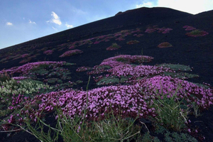 Mt. Etna: Morning 4x4 Tour with Volcanic Cave and Traditional Tasting