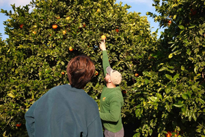 Noto: Organic Citrus Tour in Sicily with Tasting
