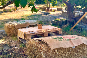 Palermo: Citrus Grove, Liquor Distillery, and Limoncello Tasting