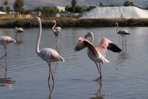 Salina Maria Stella di Trapani: Birdwatching in search of flamingos