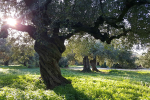 Wandeltour door Sciacca en olijfolie-ervaring